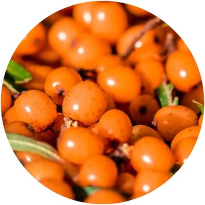 Fruits oranges d'argousier