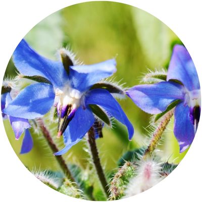 Fleurs bleues de bourrache