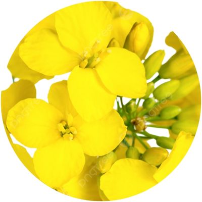 Fleurs jaunes de glycérine