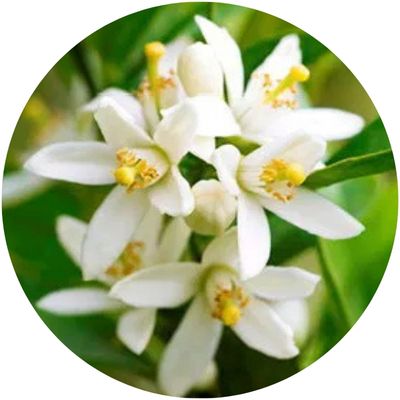 Fleurs d'oranger