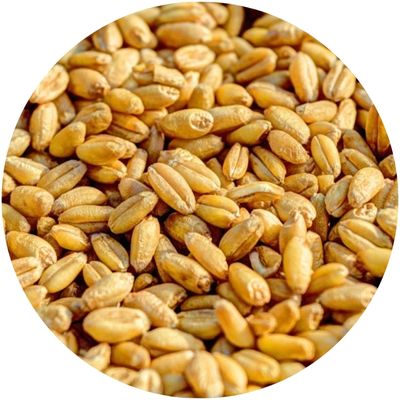 Grains de blé qui représentent la vitamine E