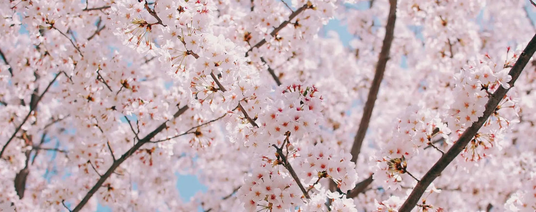 Vive le Printemps avec BENEDICTE !